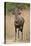 Bushbuck (Imbabala) (Tragelaphus Sylvaticus) Buck, Kruger National Park, South Africa, Africa-James Hager-Premier Image Canvas