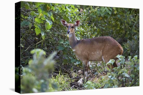 Bushbuck (Imbabala) (Tragelaphus Sylvaticus) Female, Kruger National Park, South Africa, Africa-James Hager-Premier Image Canvas