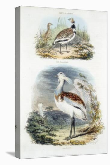 Bustards, 1835-null-Premier Image Canvas