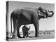 Butch, Baby Female Indian Elephant in the Dailey Circus, Standing Beneath Full Size Elephant-Cornell Capa-Premier Image Canvas