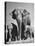 Butch, Baby Female Indian Elephant-Cornell Capa-Premier Image Canvas