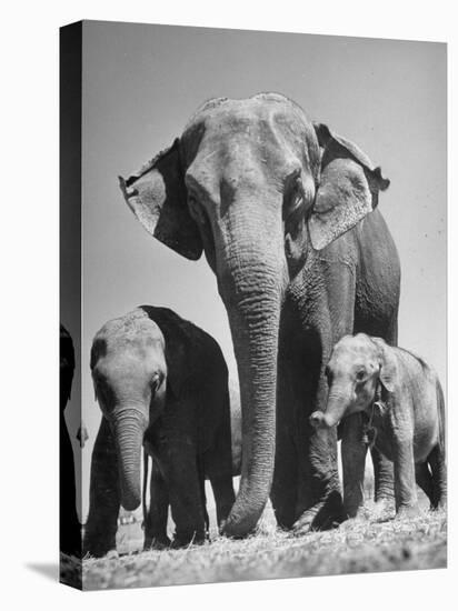 Butch, Baby Female Indian Elephant-Cornell Capa-Premier Image Canvas