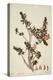 Butea Frondosa Roxb., 1800-10-null-Premier Image Canvas