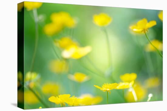 Buttercup, Blossoms, Close-Up-Alexander Georgiadis-Premier Image Canvas