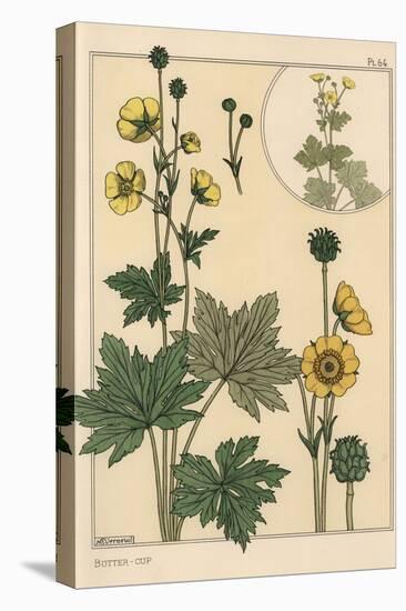 Buttercup Botanical Study, 1897 (Lithograph)-Eugene Grasset-Premier Image Canvas