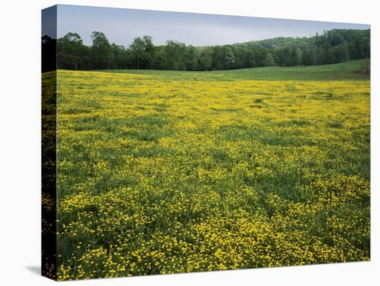 Buttercup field, Pope County, Arkansas, USA-Charles Gurche-Premier Image Canvas