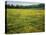 Buttercup field, Pope County, Arkansas, USA-Charles Gurche-Premier Image Canvas