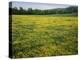 Buttercup field, Pope County, Arkansas, USA-Charles Gurche-Premier Image Canvas