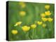 Buttercups-Lee Frost-Premier Image Canvas