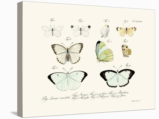 Butterflies, 1783-1806-null-Premier Image Canvas