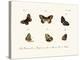 Butterflies, 1783-1806-null-Premier Image Canvas