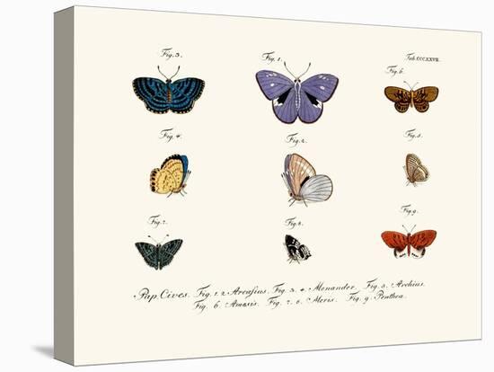 Butterflies, 1783-1806-null-Premier Image Canvas