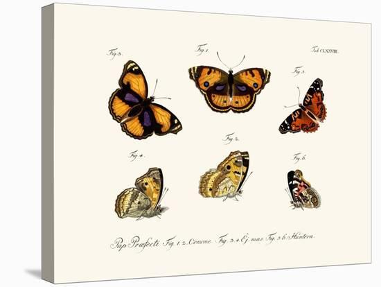 Butterflies, 1783-1806-null-Premier Image Canvas