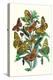 Butterflies: A. Dia, A. Lathonia-William Forsell Kirby-Stretched Canvas