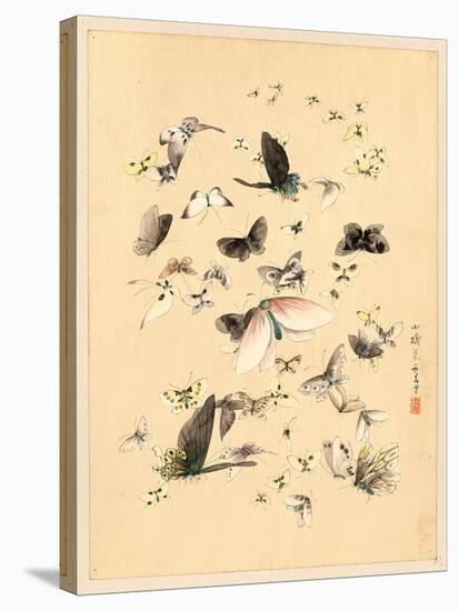 Butterflies and Moths, Between 1800 and 1850-null-Premier Image Canvas