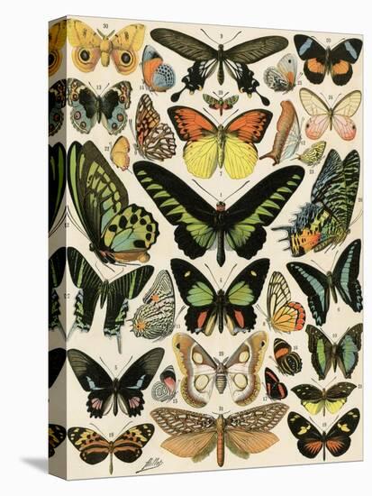 Butterflies and Moths not native to Europe-null-Premier Image Canvas