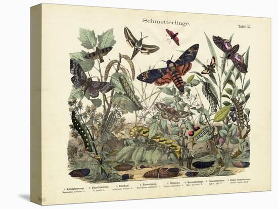 Butterflies, C.1860-null-Premier Image Canvas