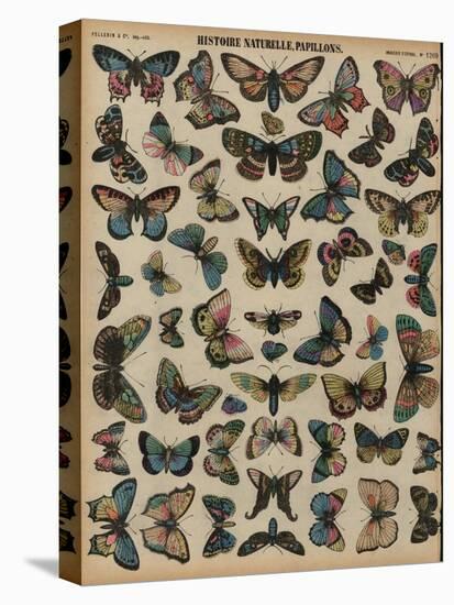 Butterflies (Coloured Engraving)-French School-Premier Image Canvas