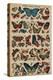 Butterflies (Coloured Engraving)-French School-Premier Image Canvas