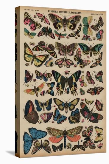 Butterflies (Coloured Engraving)-French School-Premier Image Canvas