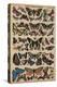 Butterflies (Coloured Engraving)-French School-Premier Image Canvas