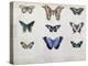 Butterflies from Brazil and Guyana, Mid 19th Century-Edouard Travies-Premier Image Canvas