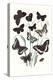 Butterflies: H. Circe, H. Hermione-William Forsell Kirby-Stretched Canvas
