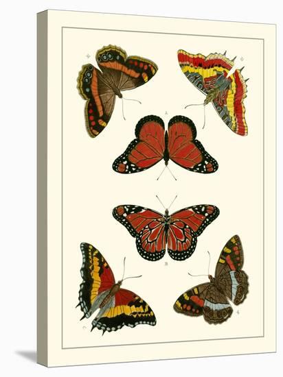 Butterflies I-Pieter Cramer-Stretched Canvas