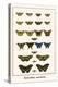 Butterflies, Mormons,-Albertus Seba-Stretched Canvas