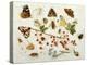 Butterflies, Moths and Other Insects with a Snail and a Sprig of Redcurrants, 1680-Jan Van Kessel-Premier Image Canvas