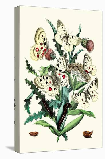 Butterflies: P. Apollo, P. Phoebus-William Forsell Kirby-Stretched Canvas