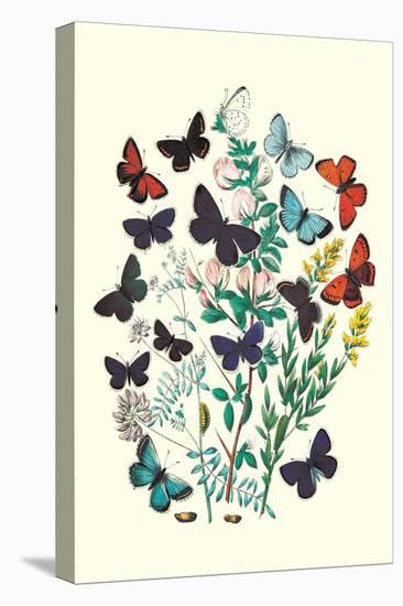 Butterflies: P. Euphemus, P. Cyllarus-William Forsell Kirby-Stretched Canvas