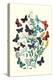 Butterflies: P. Euphemus, P. Cyllarus-William Forsell Kirby-Stretched Canvas