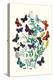 Butterflies: P. Euphemus, P. Cyllarus-William Forsell Kirby-Stretched Canvas