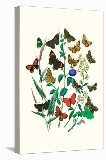 Butterflies: P. Sylvanus, Z. Quercus-William Forsell Kirby-Stretched Canvas