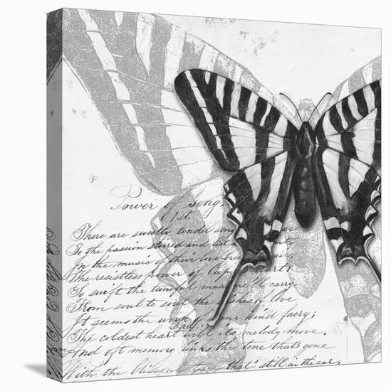 Butterflies Studies II-Patricia Pinto-Stretched Canvas