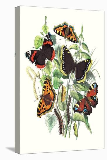 Butterflies: V. Atalanta, V. Antiopa-William Forsell Kirby-Stretched Canvas