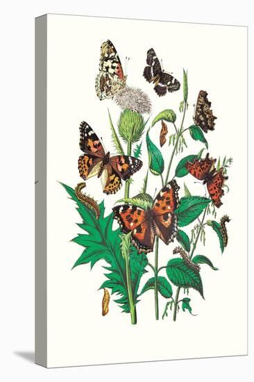 Butterflies: V. Xanthomelas, V. Prorsa-William Forsell Kirby-Stretched Canvas