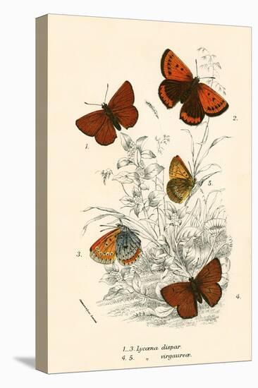 Butterflies-English School-Premier Image Canvas