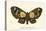 Butterflies-English School-Premier Image Canvas