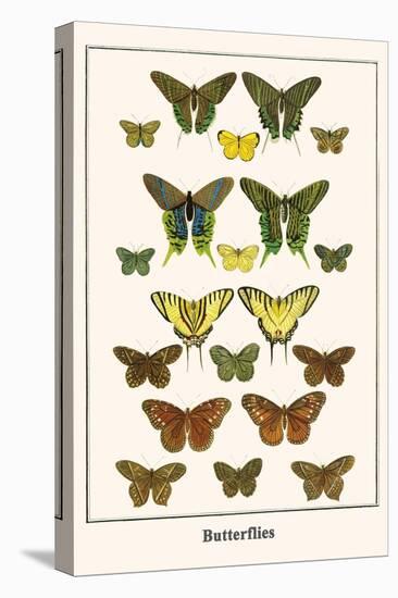 Butterflies-Albertus Seba-Stretched Canvas