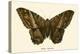 Butterflies-English School-Premier Image Canvas