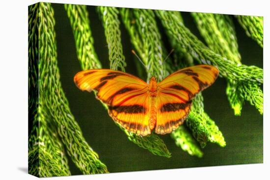 Butterfly 4-Robert Goldwitz-Premier Image Canvas