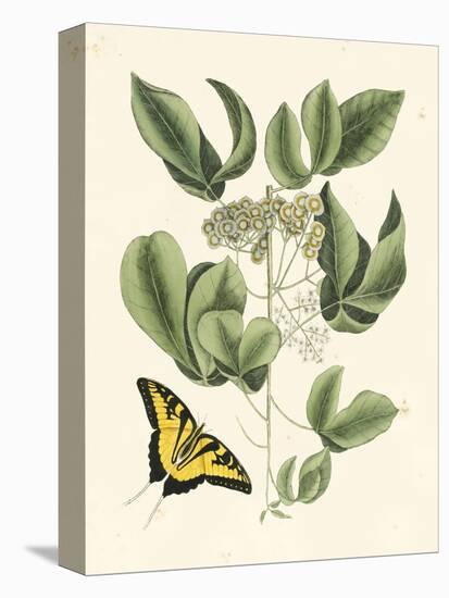 Butterfly and Botanical II-Mark Catesby-Stretched Canvas