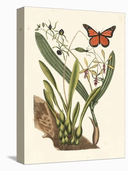 Butterfly and Botanical IV-Mark Catesby-Stretched Canvas