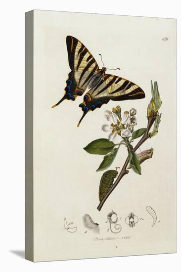 Butterfly and Larvae, from 'British Entomology'-John Curtis-Premier Image Canvas