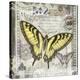 Butterfly Artifact II-Alan Hopfensperger-Stretched Canvas