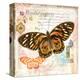 Butterfly Artifact Pink-Alan Hopfensperger-Stretched Canvas