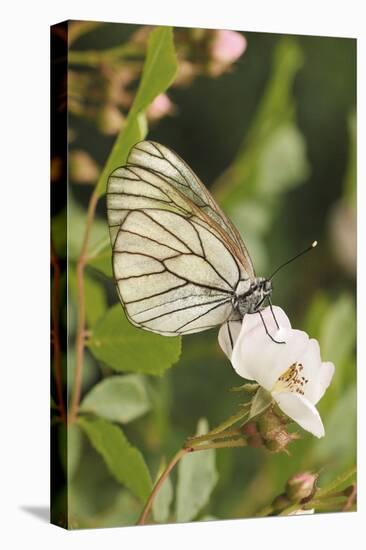 Butterfly, Black-Veined White on Wild Rose-Harald Kroiss-Premier Image Canvas