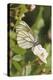 Butterfly, Black-Veined White on Wild Rose-Harald Kroiss-Premier Image Canvas